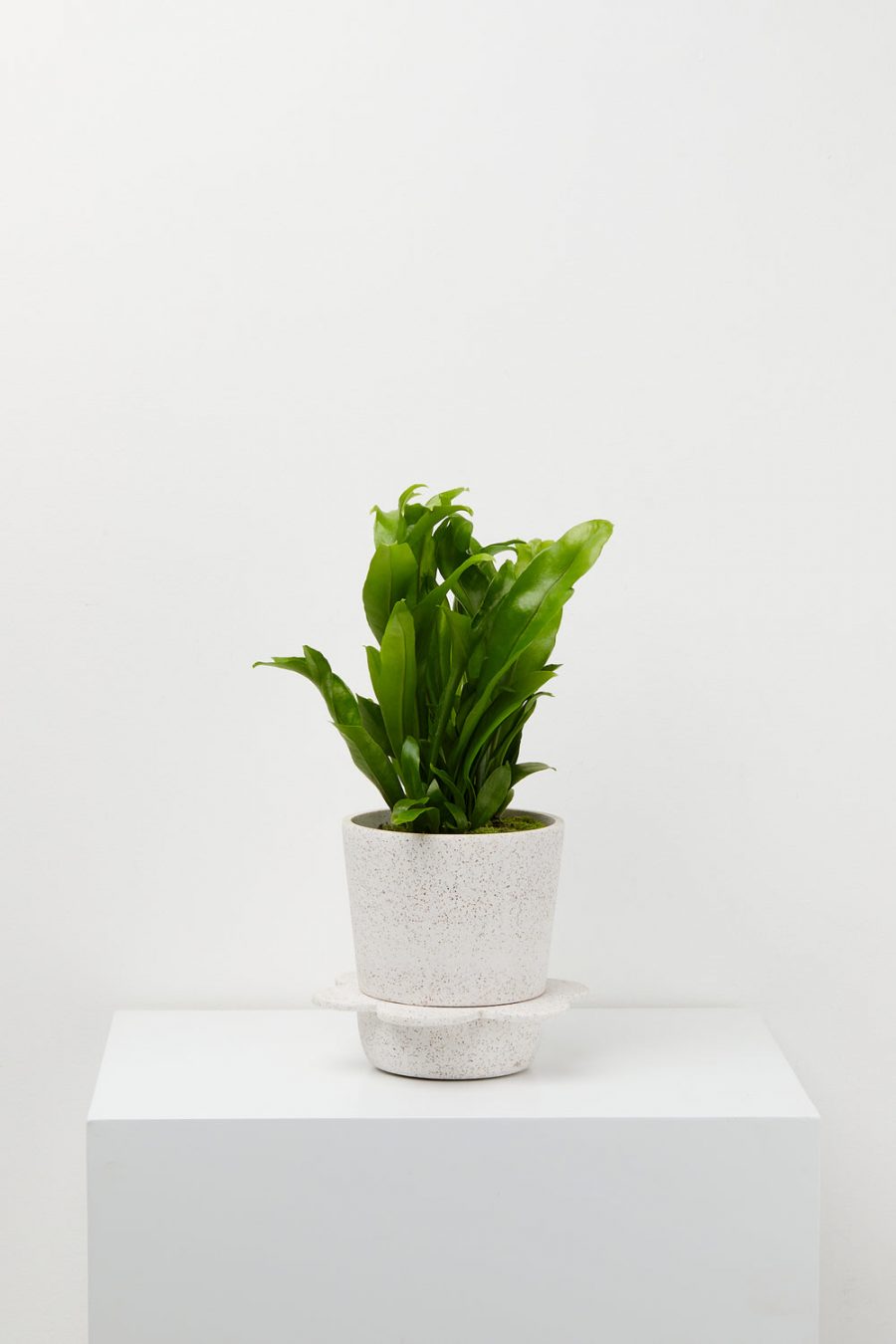 capra designs spring indoor pot white with agave speckle